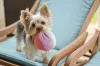 Yorkshire filhote brincando com bola