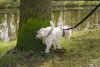 Os passeios são o momento ideal para o seu cachorro fazer as necessidades, mas é preciso seguir uma rotina certinha!