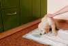 Filhote ou não, é importante ter paciência e não brigar com o cachorro quando ele errar o lugar de fazer xixi. Use recompensas, como carinho ou petiscos, toda vez que o cão acertar!