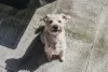 Não é impossível ensinar um cachorro mais velho a fazer as necessidades no lugar. Mas, ao contrário dos filhotes, ele pode não ter tanta disposição para a repetição dos treinos.