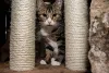 O arranhador para gatos é essencial para a casa de qualquer tutor de bichano