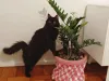 Mendel é o irmão da Marie e ele gosta de explorar e seguir sua humana pela casa o dia inteiro!