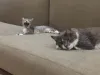 Gato filhote e adulto: o Cafuné e a Bleach hoje convivem muito bem