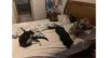 As gatinhas Chica, Cléo e Lola respeitam o espaço de cada uma. E ainda tem o Zeca e o Dom para participar disso!