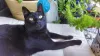 Pipoca é a rainha da casa, cheia de manias e muito carinhosa. Tudo tem que ser como ela quer!