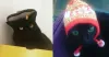 Não temos maturidade para a Zooey de touca peruana e chapéu! Seus donos contam que a Zooey é muito apegada e carinhosa