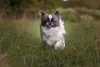 O cachorro Pequinês filhote e adulto não precisa de exercícios intensos