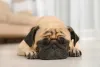 O Pug é um dos cachorros braquicefálicos que não é tão fã de exercícios físicos