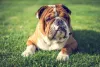 Mantenha a rotina do seu Bulldog Inglês com passeios leves e diários