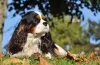  O Cavalier King James Spaniel é comportado como se fosse alguém da realeza
