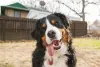 O Bernese Mountain Dog parece estar sempre sorrindo