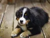 Raça Boiadeiro de Berna é puro amor em forma de cãozinho