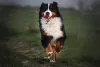 O cachorro da raça Boiadeiro de Berna é muito inteligente e aprende vários truques