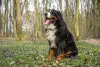 O Boiadeiro de Berna é um cachorro de porte grande de fácil convivência