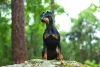 Raças de cachorro preto: o Doberman geralmente possui manchas vermelhas no corpo