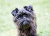 O Affenpinscher é um cachorro preto da Alemanha bastante peculiar e peludinho