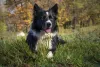 Cachorro preto: o Border Collie tem a maioria do corpo coberto por pelos pretos