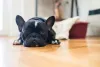 O Bulldog Frances preto é tão fofinho que é difícil não se apaixonar