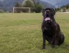 Cane Corso: a raça de cachorro preto ama aventuras