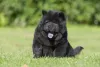 O Chow Chow preto é bem mais raro