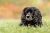 O Cocker Spaniel Inglês preto é muito carismático