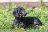 Dachshund: essa é uma das raças de cachorro preto mais populares