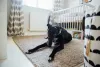 Galgo Inglês é conhecido pela velocidade e corpo atlético