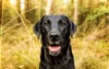 Cachorro preto: Labrador é uma das raças mais queridinhas do mundo