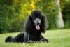 O Poodle preto é puro charme