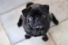 Os cachorros pretos da raça Pug são amores em forma de cães