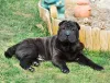 O Sharpei preto é mais raro, mas olha essa fofura cheia de dobrinhas pelo corpo