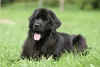Terra Nova: raça de cachorro preto é gigante e exige muita atividade física