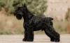 É difícil resistir ao Schnauzer preto