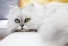 O gato Persa é muito cativante e não tem problemas em ficar sozinho