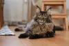 O Maine Coon é bastante sociável, mas às vezes também gosta de ficar sozinho
