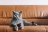 O gato Chartreux não é tão dependente dos seus humanos e se dá bem com a solidão