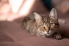 Os gatos vira-latas são independentes por instinto e ao mesmo tempo uma ótima companhia para se ter por perto
