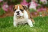 O Bulldog Inglês filhote é cheio de energia, bem diferente da fase adulta