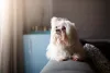 O cachorro Lhasa Apso é mais desconfiado e precisa de uma rotina de passeios mais intensa