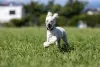 O Poodle é um cachorro que está acostumado a correr