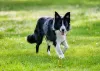 O Border Collie é outra raça de cachorro que se dá muito bem com o esporte