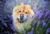 O Chow Chow é uma raça de data da dinastia Han, na China