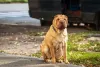 O cachorro SharPei é antigo e muito tranquilo de se conviver