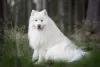 A raça Samoieda é da mesma região do Husky e é igualmente antiga
