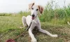 Pouco conhecido, o Saluki é considerado uma das raças de cachorro mais antigas