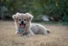 O Pequinês também é uma raça de cachorro que surgiu há muitos e muitos anos