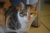 Fique atento se o gato com diarreia apresenta outros sintomas, isso pode ajudar no diagnóstico
