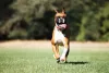 A raça de cachorro Boxer é bastante energética e precisa de estímulos físicos todo dia