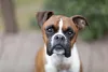Por trás da carinha emburrada do cachorro Boxer, existe muito amor