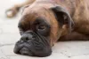 O cachorro Boxer precisa do acompanhamento regular de um veterinário